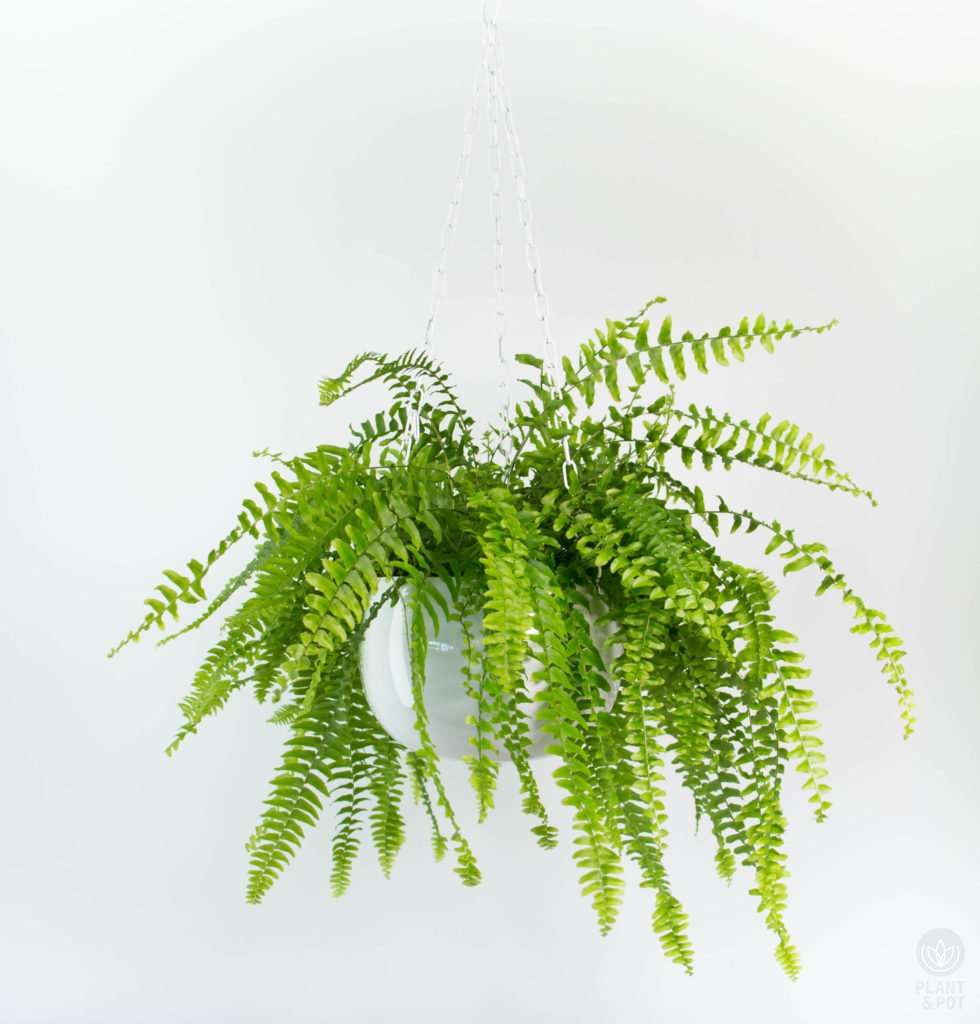 Boston Fern in White Hanging Planter plantandpot.nz