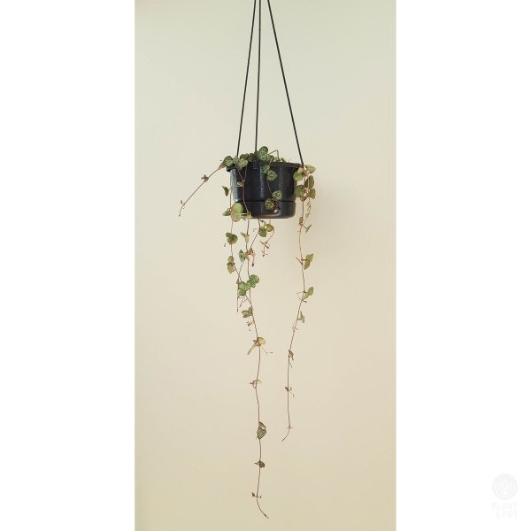 Chain of Hearts Plant and Pot NZ