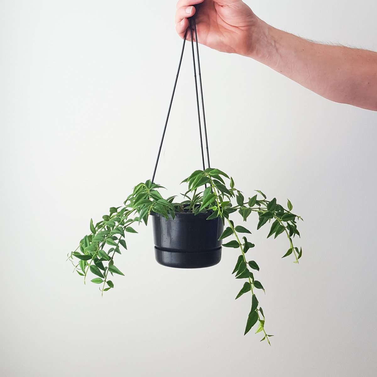 Hoya Plant and Pot NZ