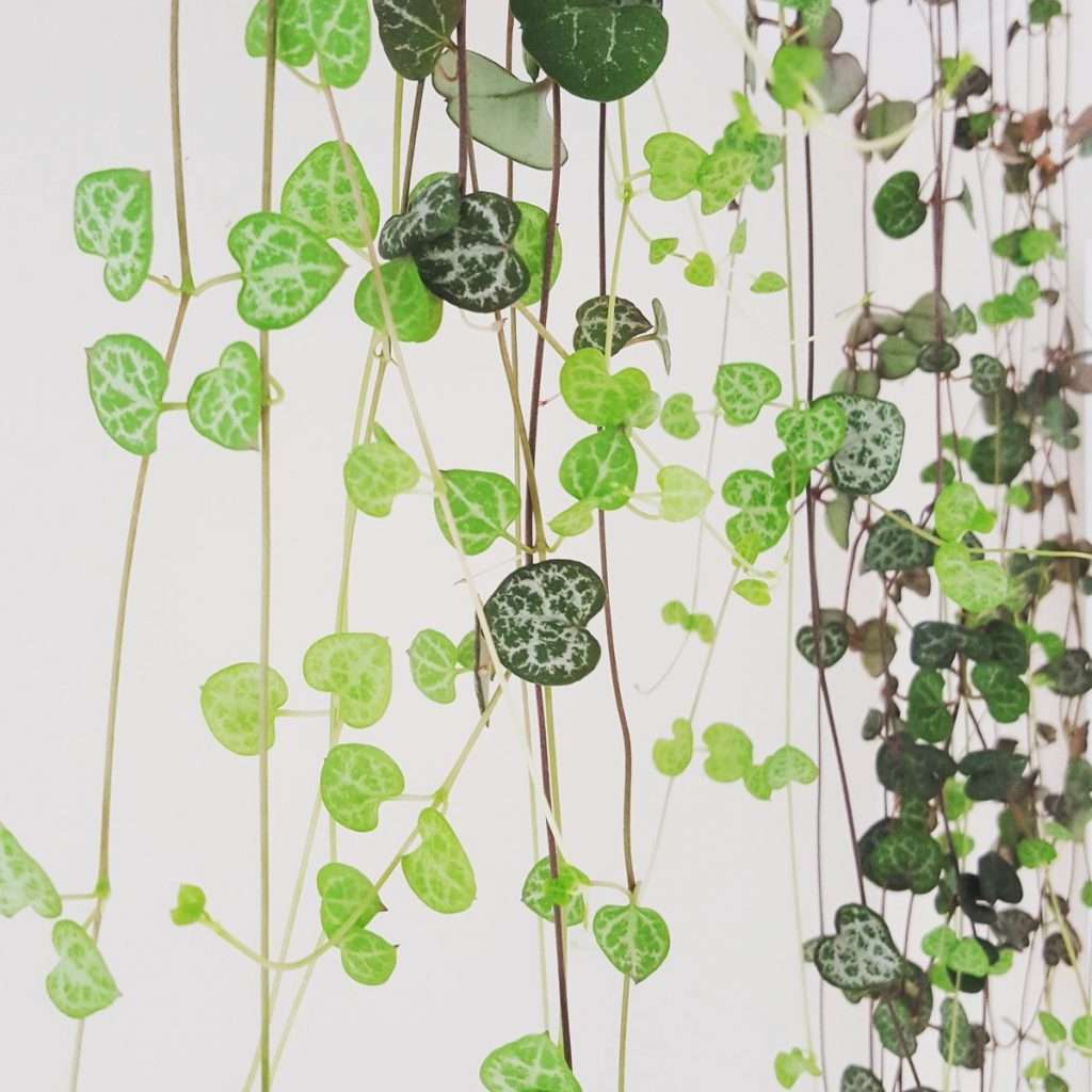 Chain of Hearts plant | Ceropegia Woodii - plantandpot.nz