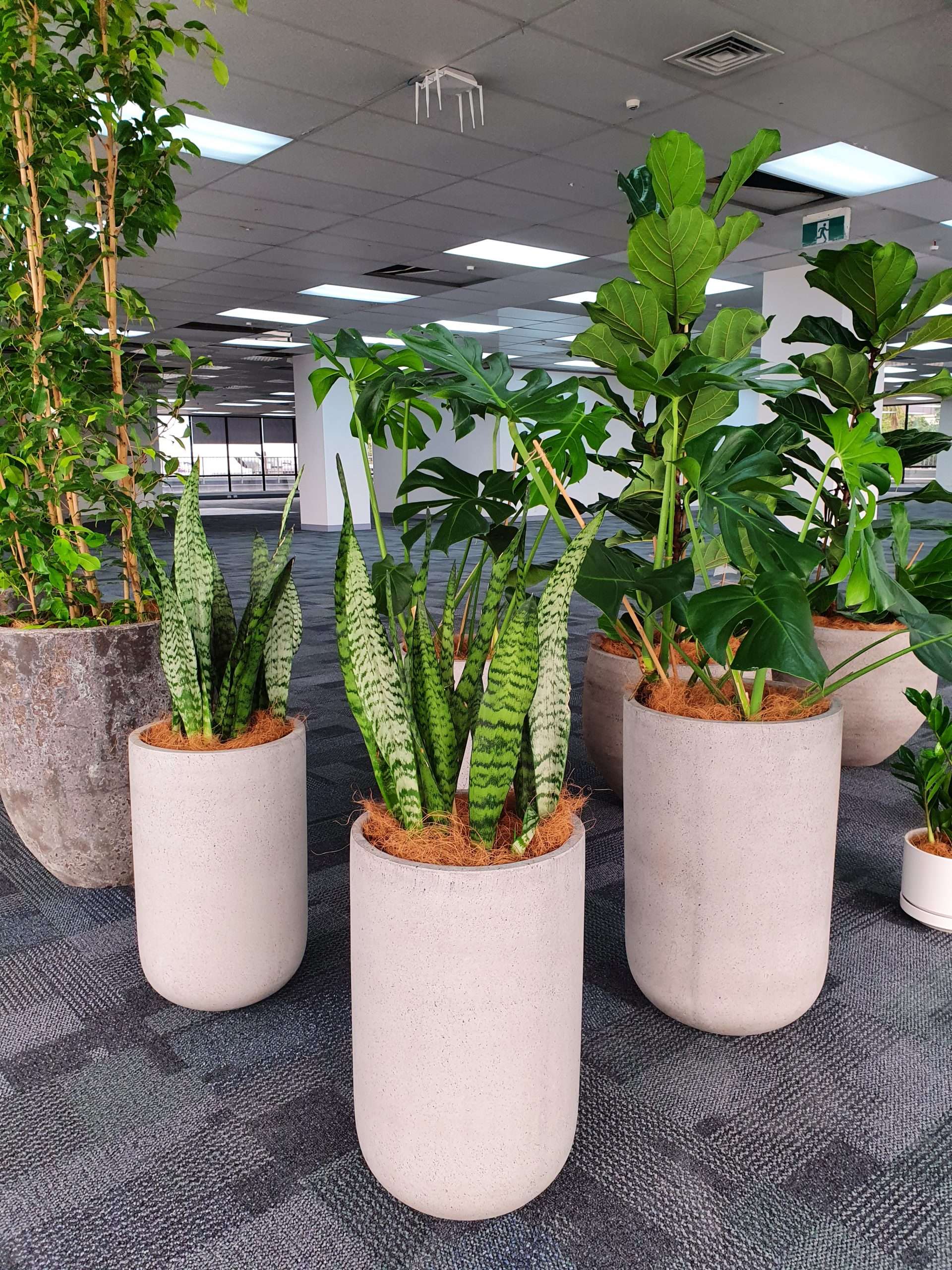 Custom Indoor Plant Arrangement & Coco Fibre Styling Plant & Pot NZ