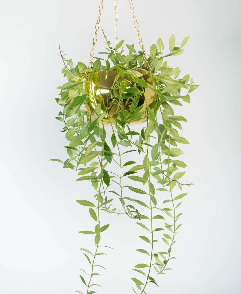 Lipstick Plant in Brass Hanging Planter plantandpot.nz