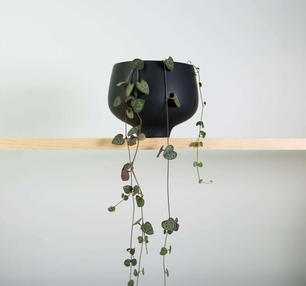 Chain of Hearts Plant in Black Pedestal Pot plantandpot.nz