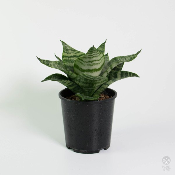 Dwarf Snake Plant Sansevieria Hahnii plantandpot.nz