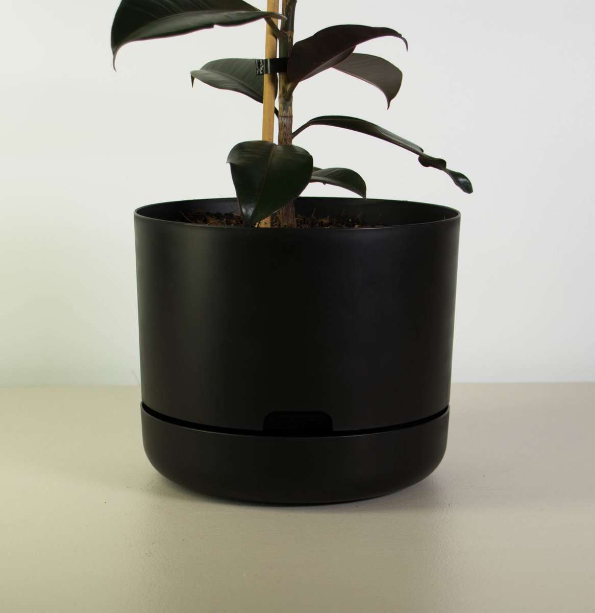 Rubber Tree in Mr Kitly Black Plant Pot plantandpot.nz