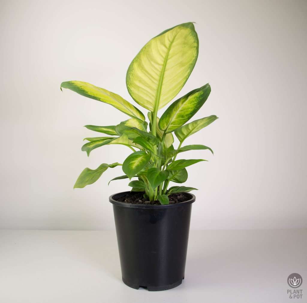 Dieffenbachia plantandpot.nz