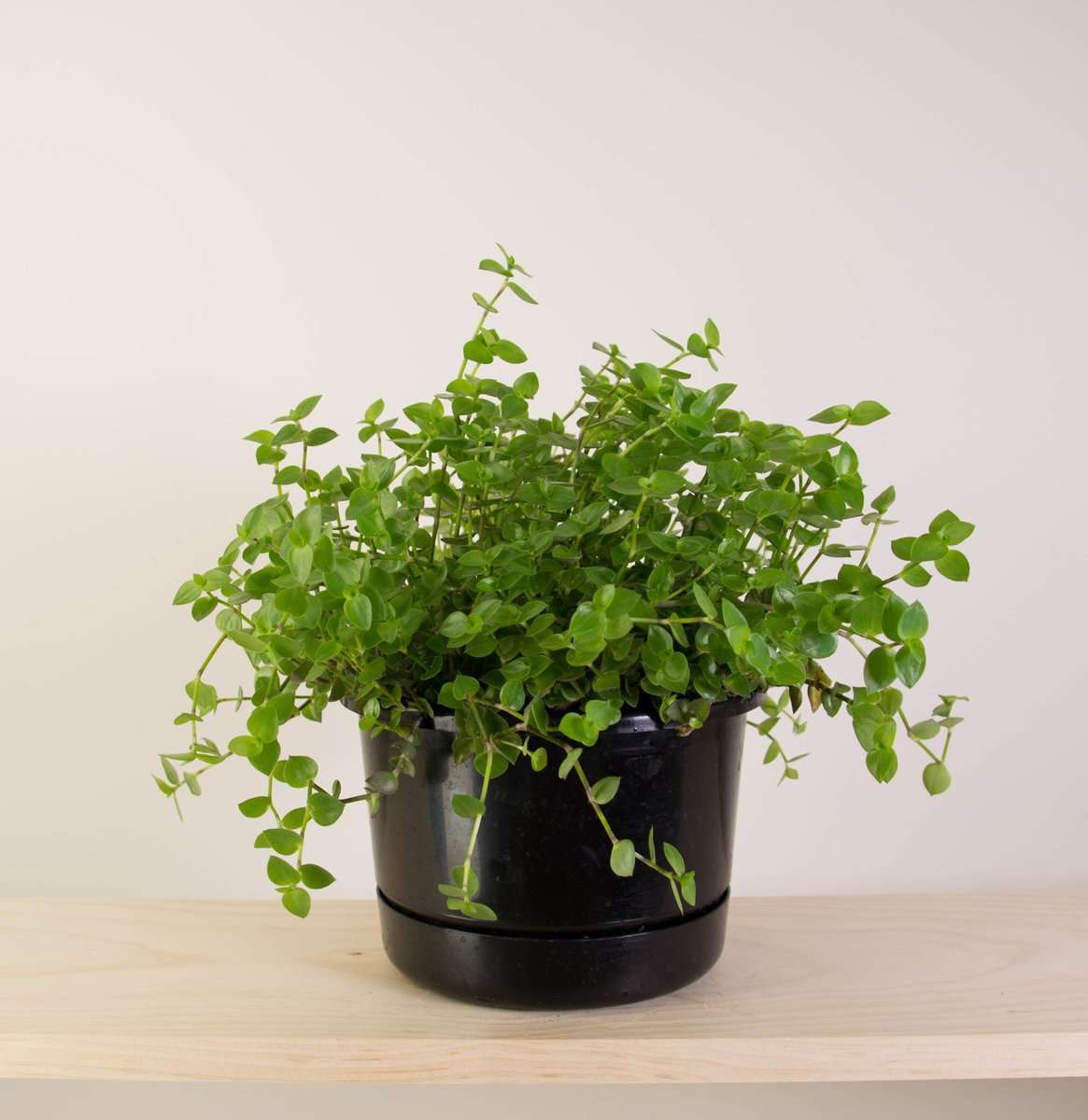 Callisia Bubbles Pot Plant with Lovely Texture plantandpot.nz