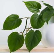 Indoor Philodendron Vine Indoor Philodendron Vine
