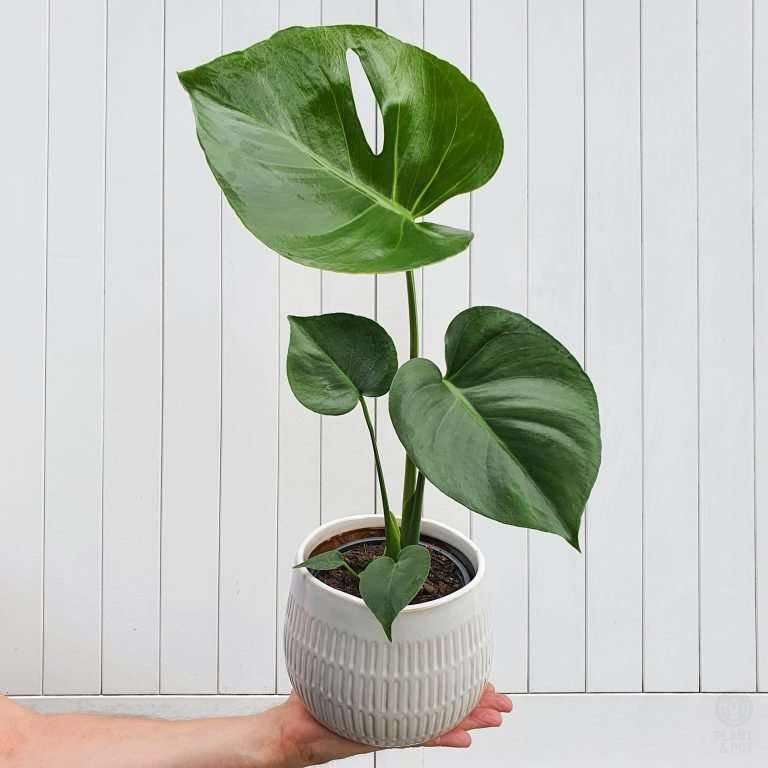 Monstera Deliciosa Cool Indoor Plant plantandpot.nz