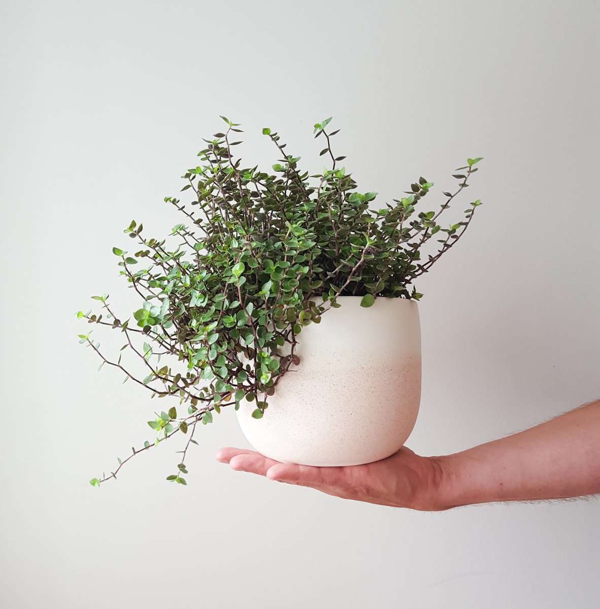 Callisia Bubbles Pot Plant with Lovely Texture plantandpot.nz