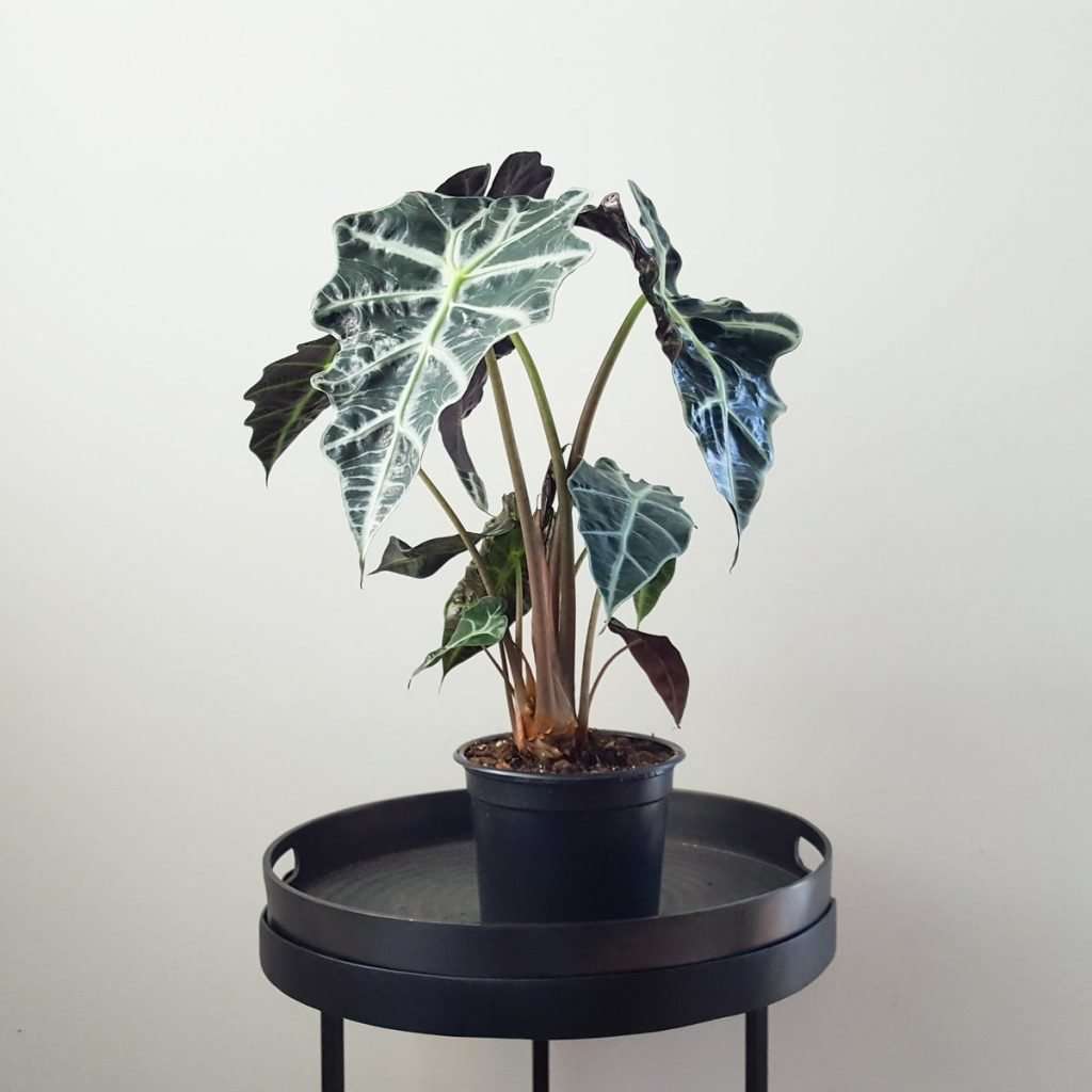 Alocasia Plant and Pot NZ