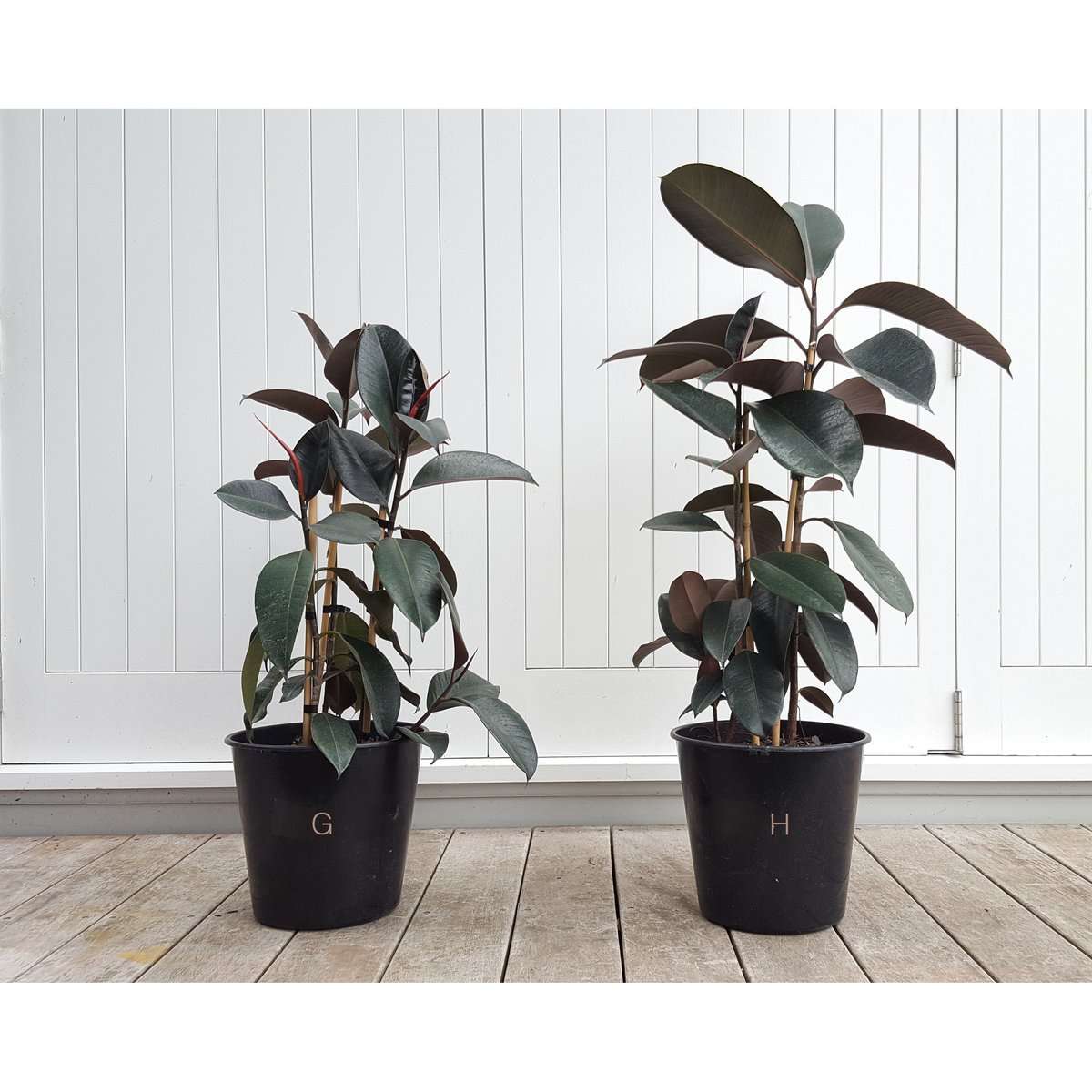 SECONDS SALE Rubber Trees Plant and Pot NZ