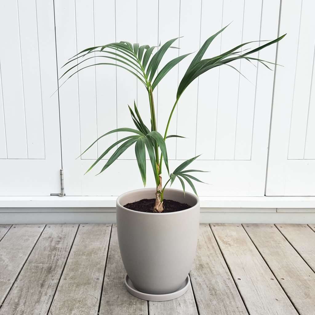 Kentia Palm in Grey Pot Graceful plantandpot.nz