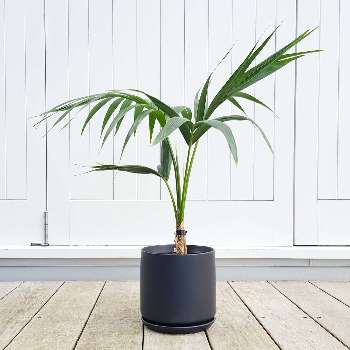Indoor Palm Kentia Palm in Black or White Pot Lovely plantandpot.nz