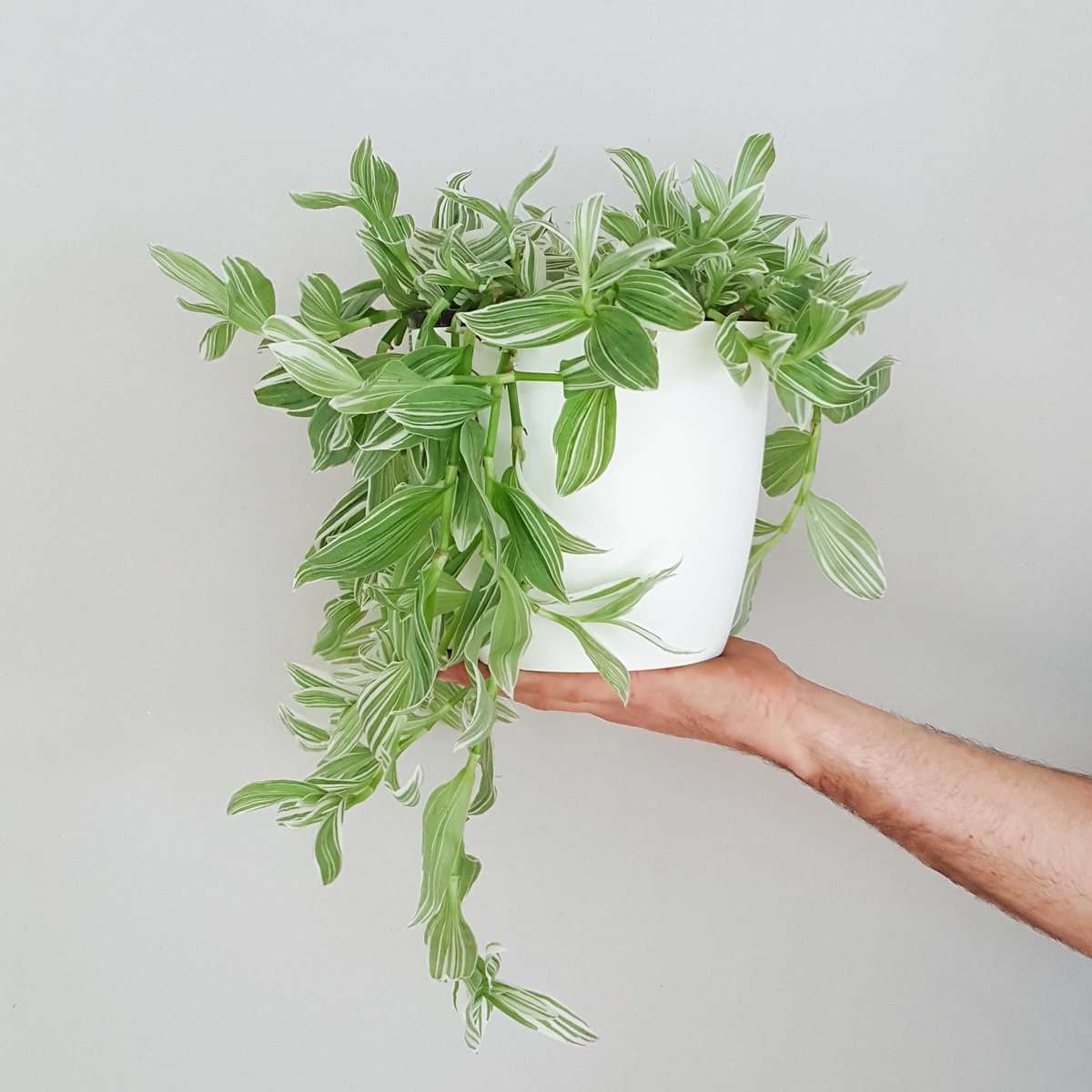 Gigi in White or Black Plant and Pot NZ