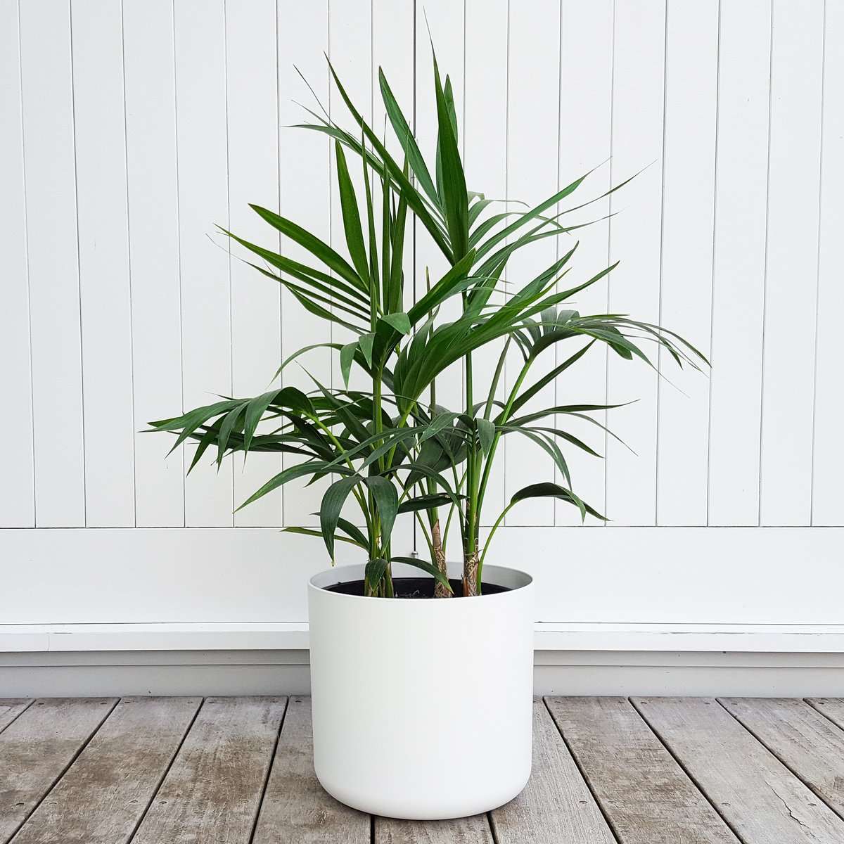 Kentia Palm in a White Pot Fresh and Graceful plantandpot.nz