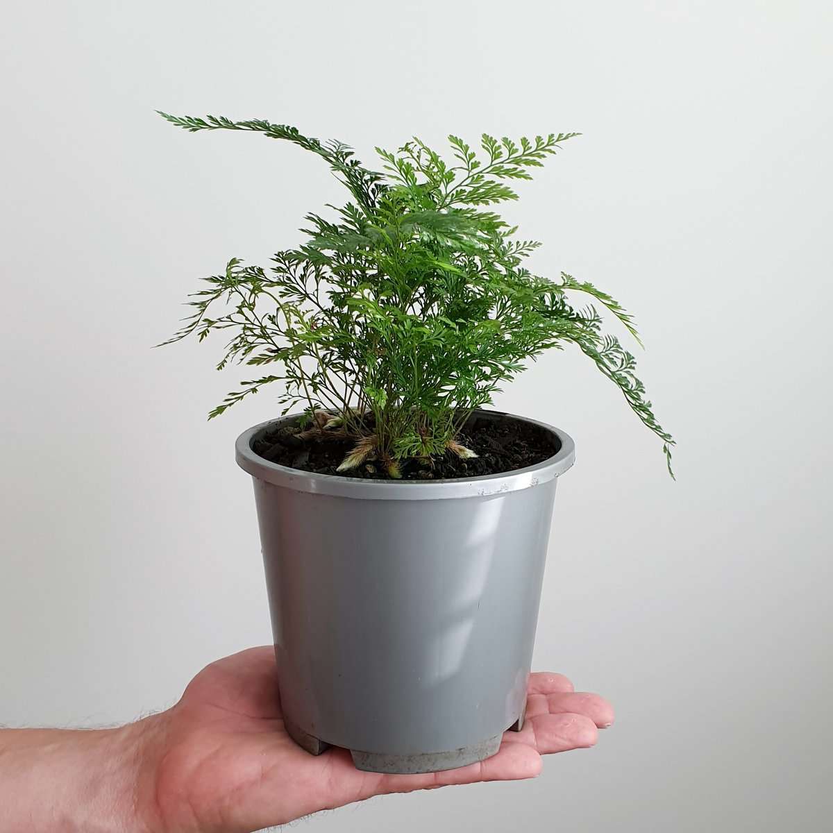 Davallia Fern for Indoors Rabbits Foot Fern Plant plantandpot.nz