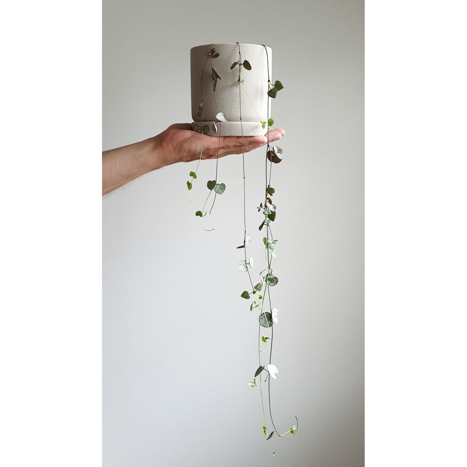 Chain of Hearts in Helsinki Plant and Pot NZ