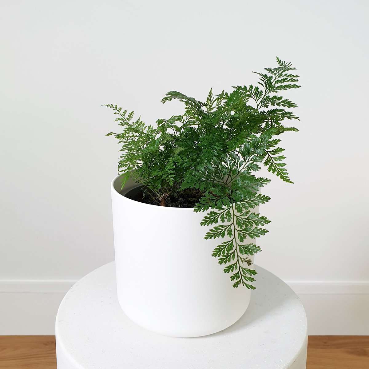 Davallia Fern or Rabbits Foot Fern in a Simple White Pot plantandpot.nz