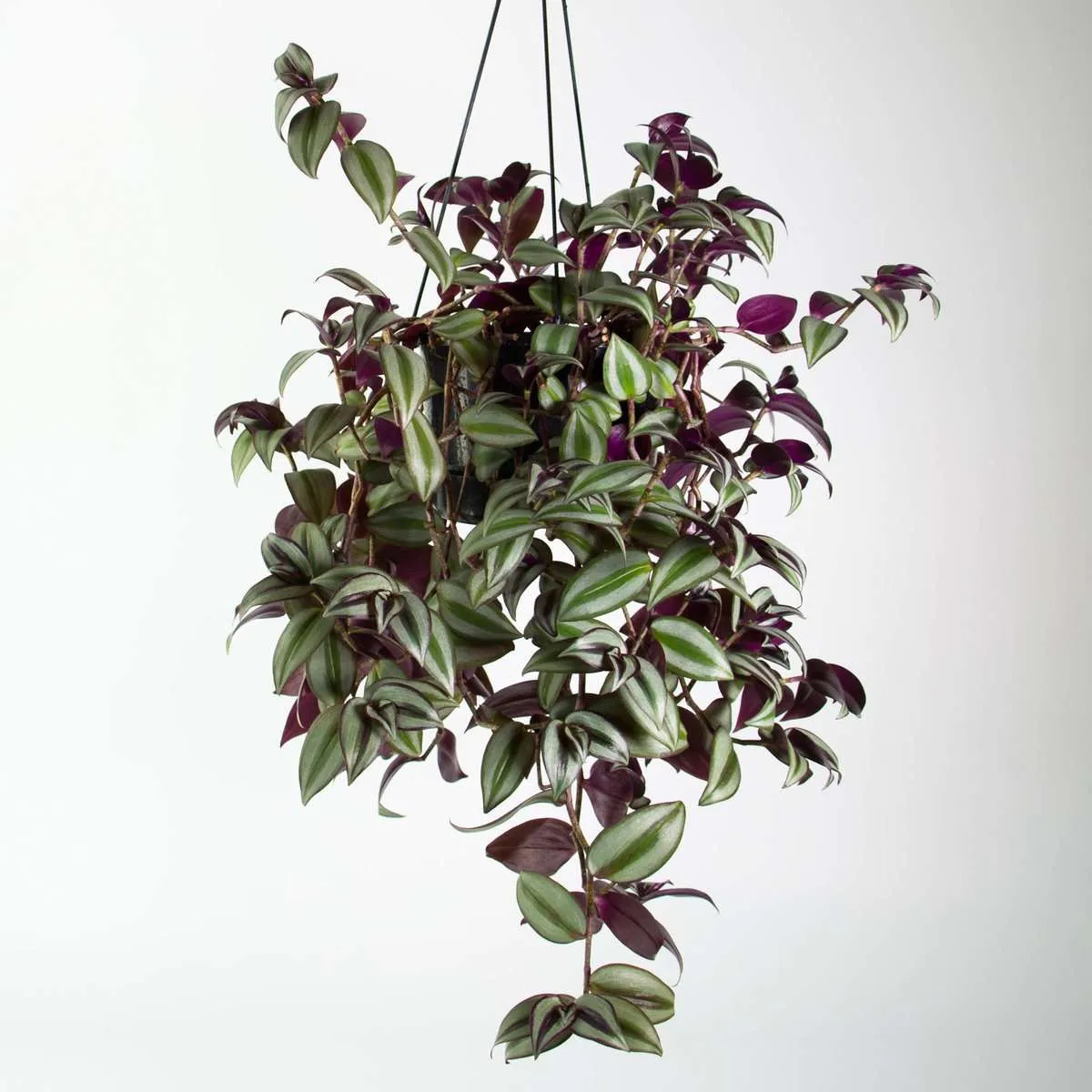 Tradescantia zebrina