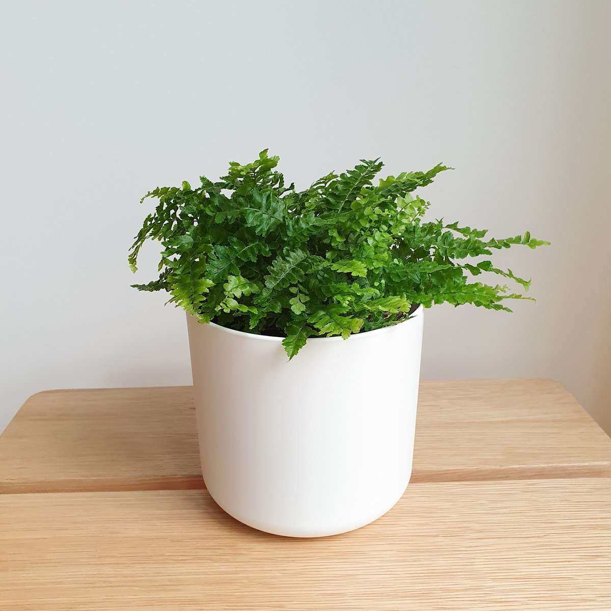 Mini Boston Fern in a White Pot | Small Indoor Plant ...