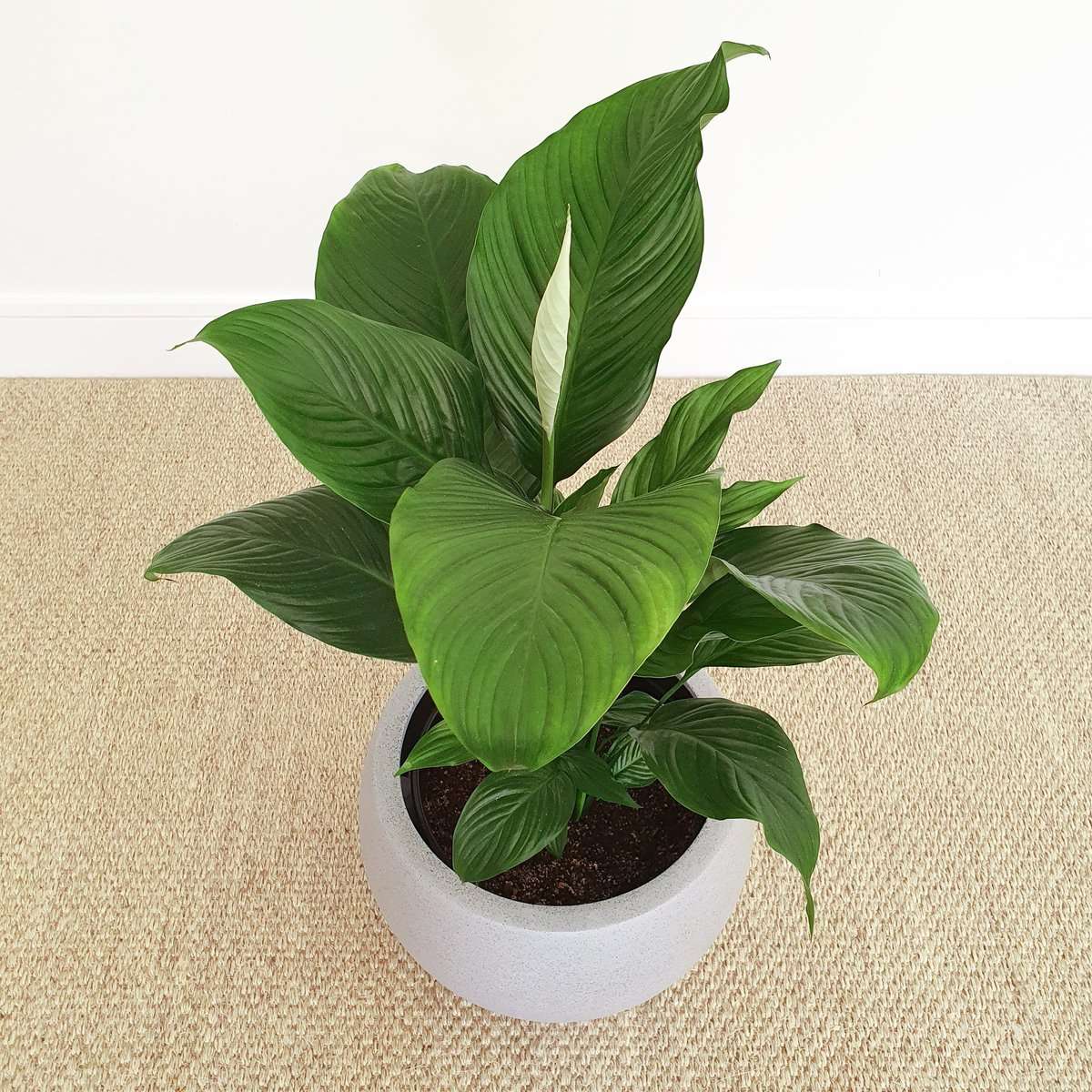 XXL Peace Lily in Grey Plant and Pot NZ