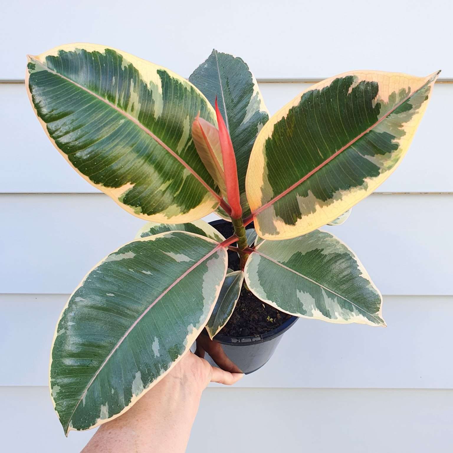 Indoor Plants Auckland House Plant Delivery plantandpot.nz