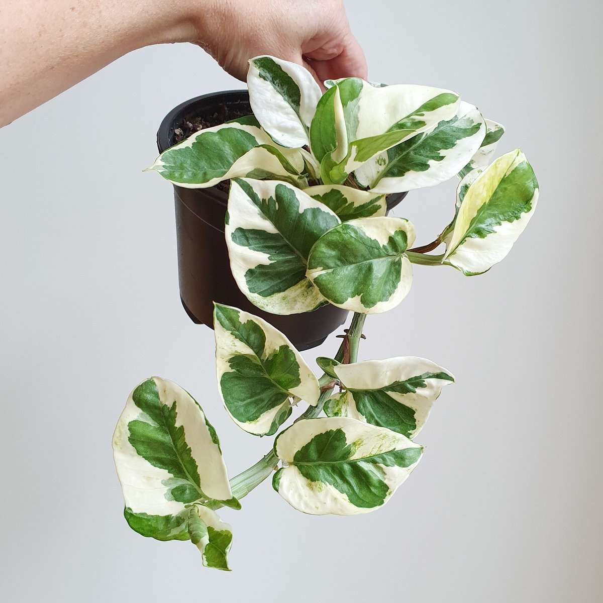 Pothos N'Joy Indoor Plant Epipremnum aureum N'Joy plantandpot.nz