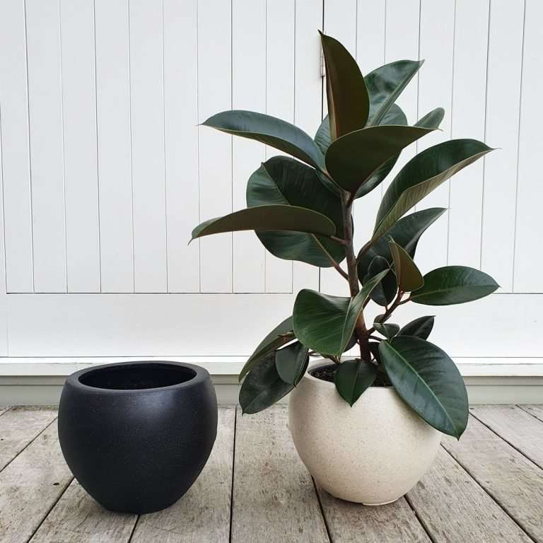 Indoor Plants NZ Auckland House Plant Delivery plantandpot.nz