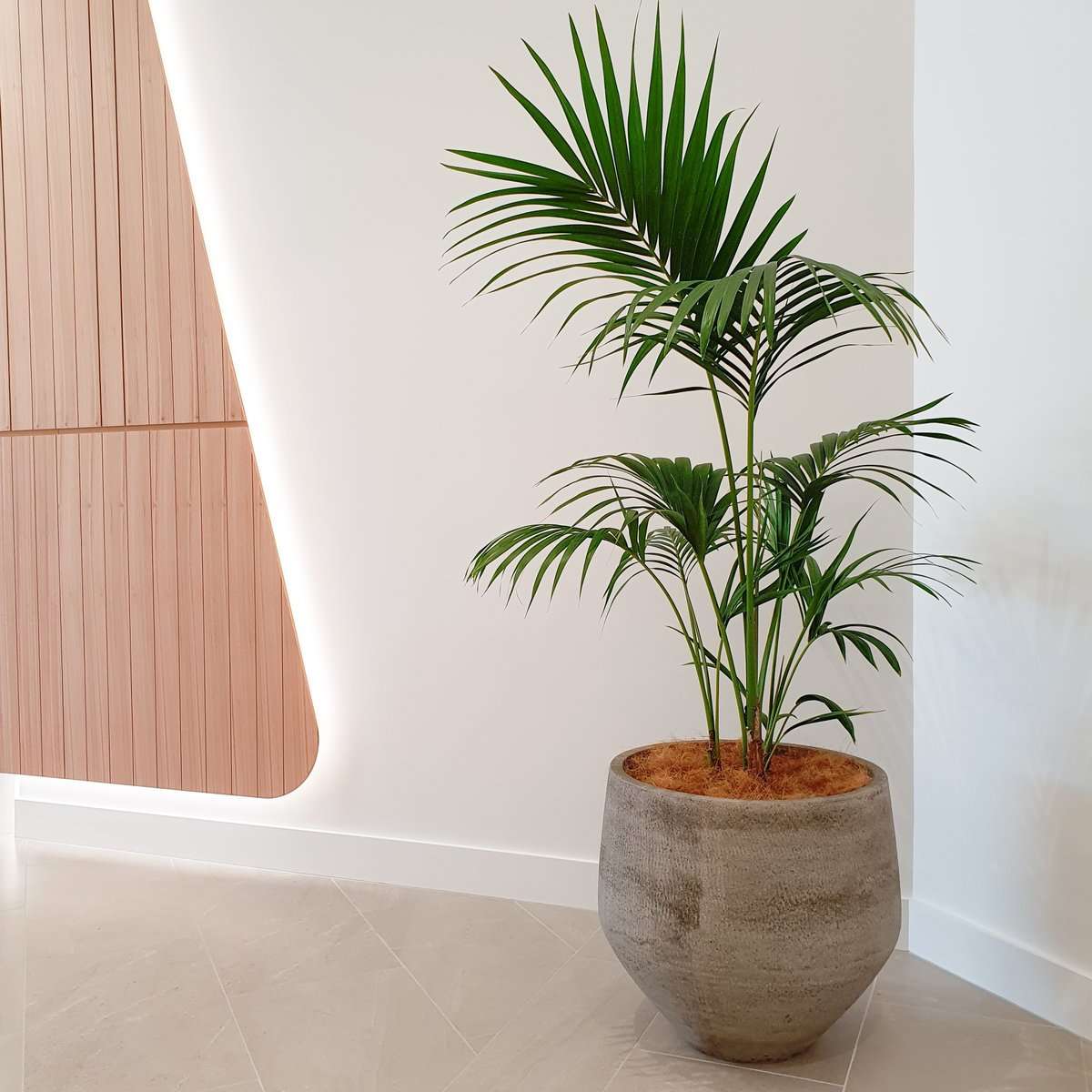 Tall Kentia Palm Triple Planted 15L grade plantandpot.nz