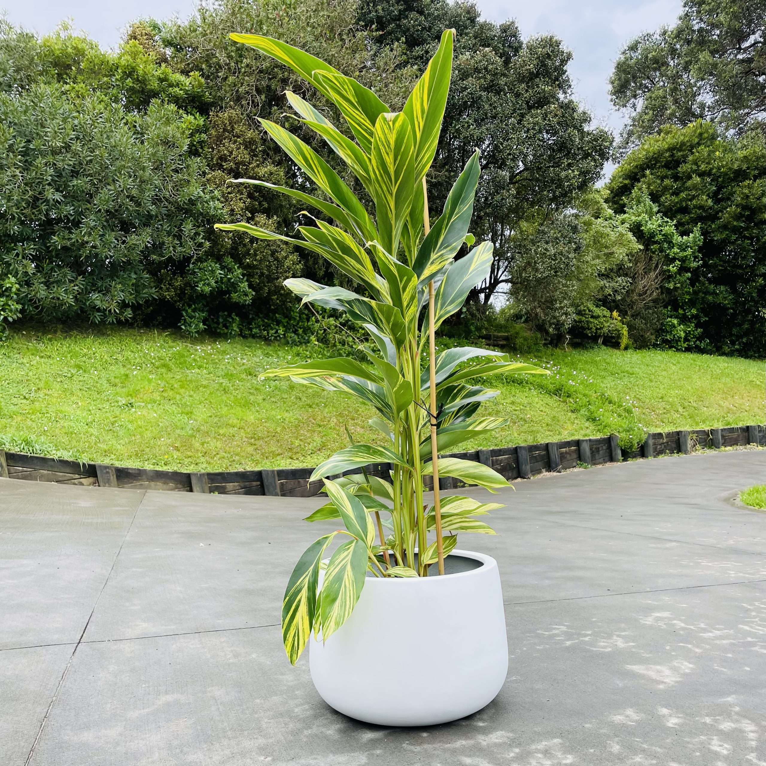 Indoor Plants NZ Auckland House Plant Delivery plantandpot.nz
